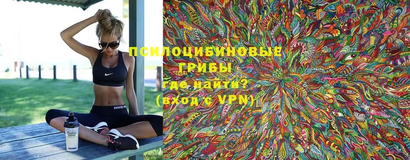 что такое   Белозерск  Псилоцибиновые грибы Psilocybine cubensis 